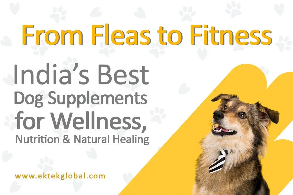 Top Pet Wellness Supplements in India: From Flea Control to Ayurvedic Care