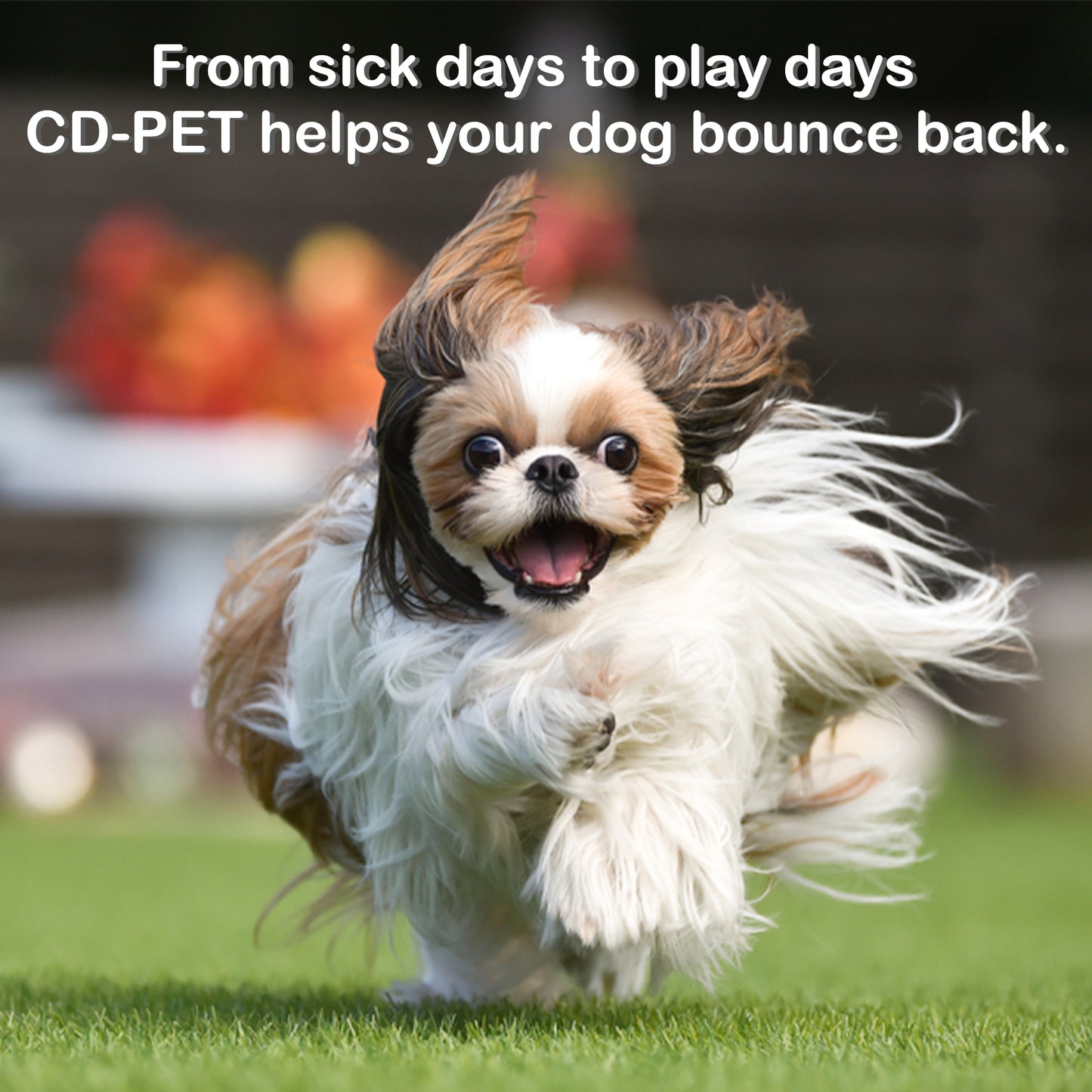 CD-PET DROPS(Care for a Dog Diagnosed with Distemper)100ml(Pack of 2)