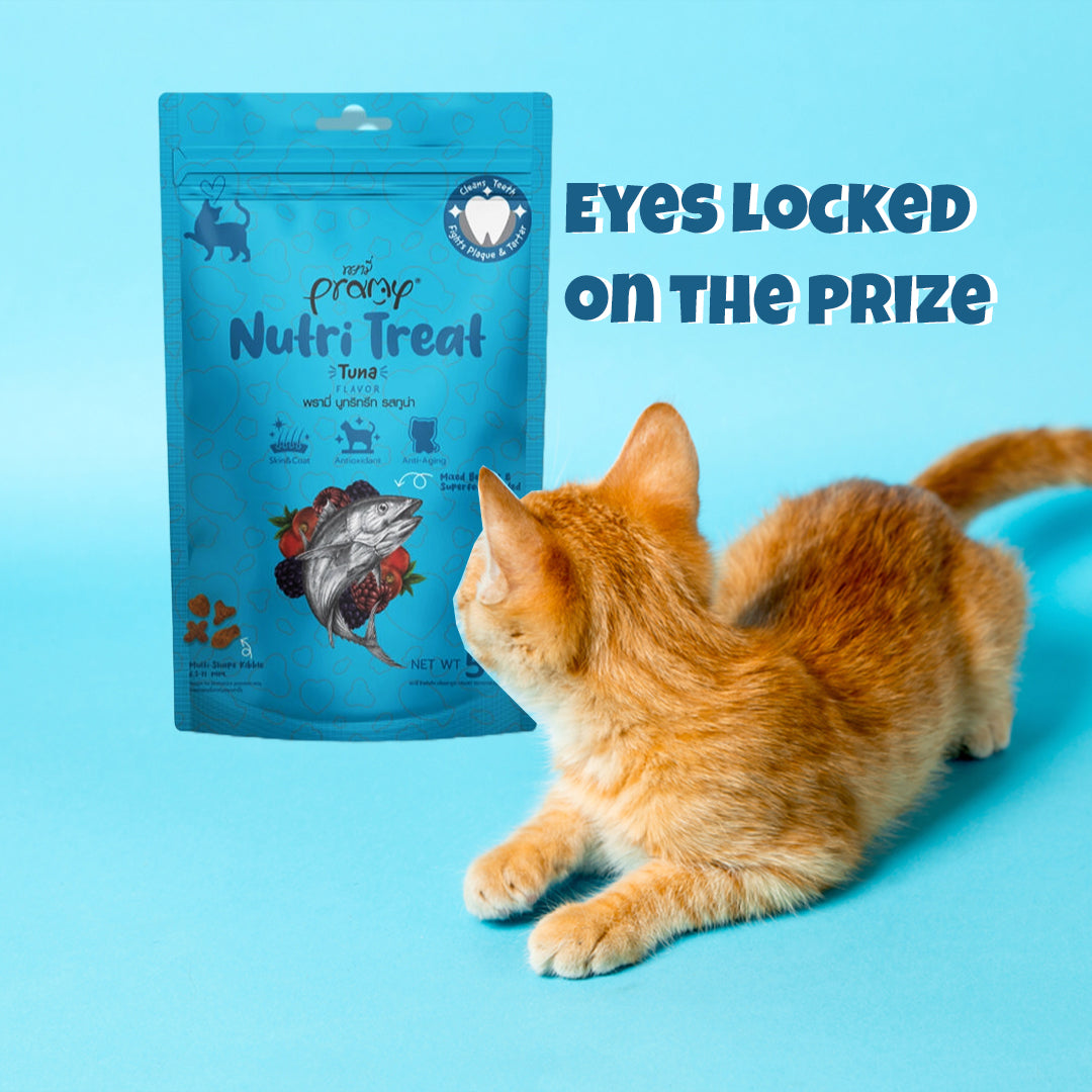 Cat enjoying Pramy Nutri Treat Tuna Flavor snack