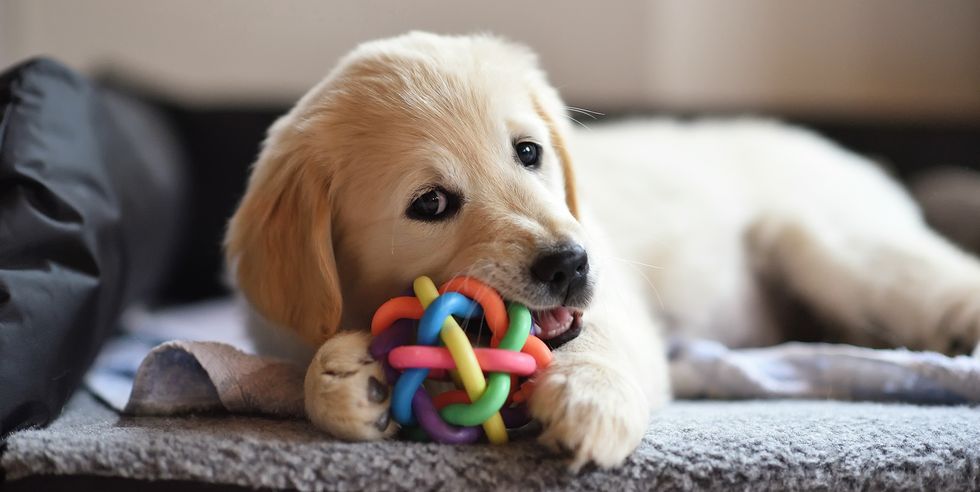 All4pets Multicolour Rubber Ball with Ring For Dogs & Cats