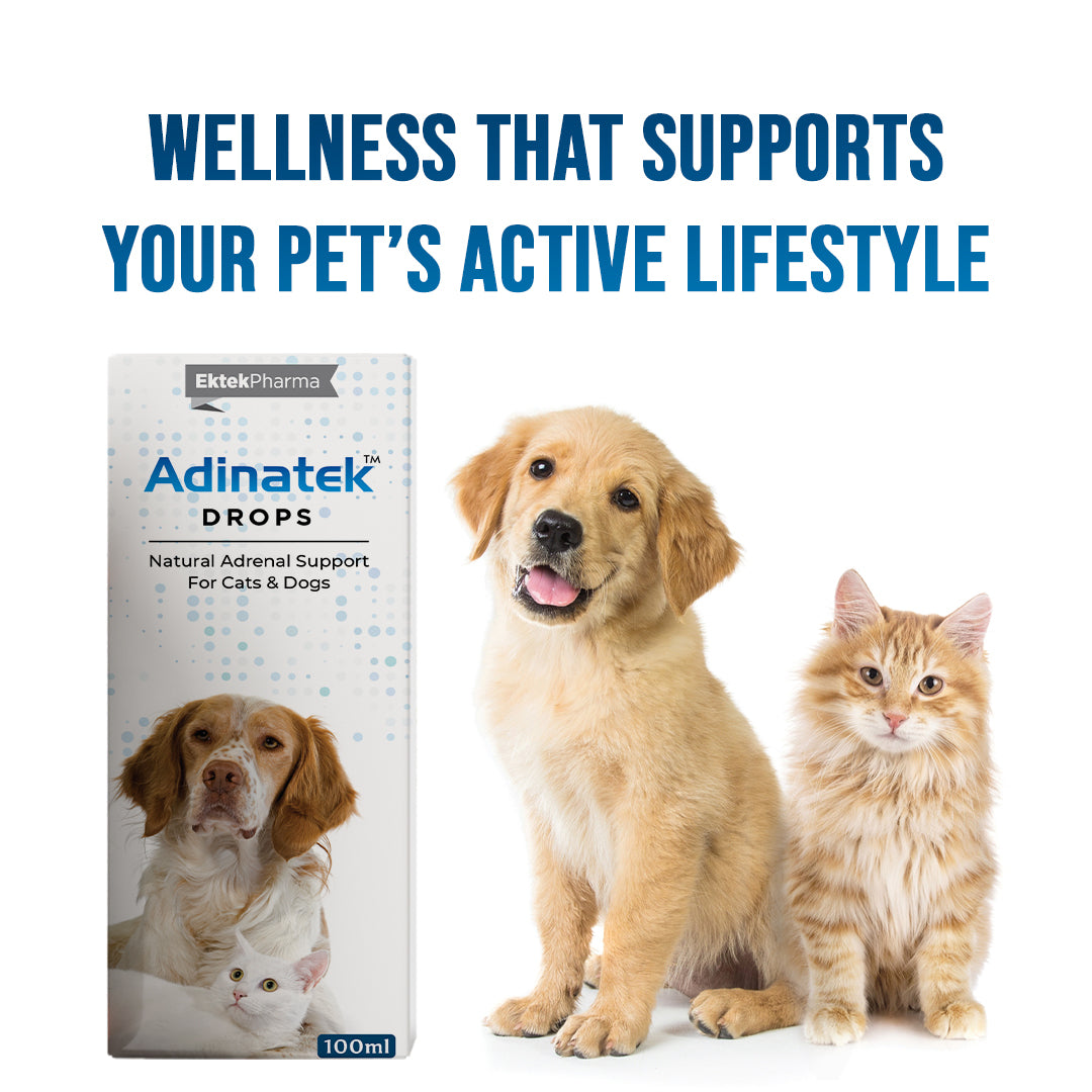 Support for pets with increased thirst appetite changes and coat health issues