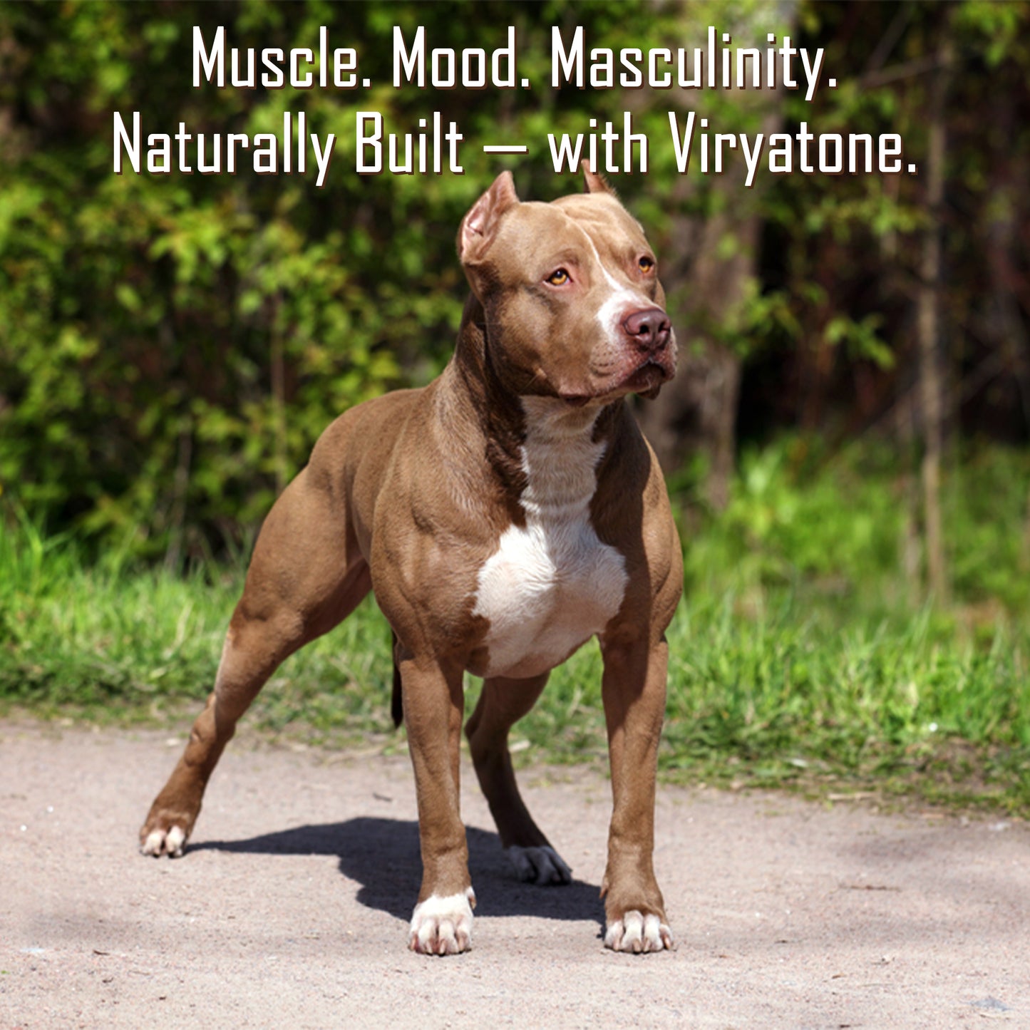 Viryatone Pet Powder-100gm (Rejuvenating & Powerful Aphrodisiac)
