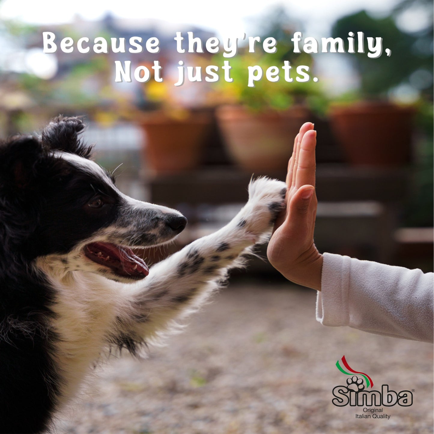 Simba Adult Dry Dog Food 10kg - Chicken Formula, Complete Balanced Nutrition, High Protein, Digestive Support, Made in Italy