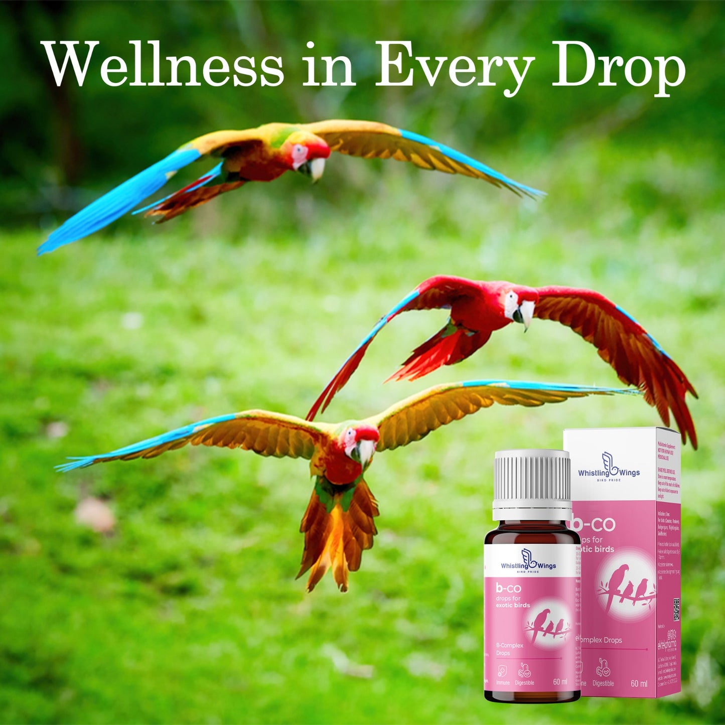 B-Co Drops for Exotic Birds 60 ML – Vitamin B Supplement for Feather Health & Appetite | Ektek Global