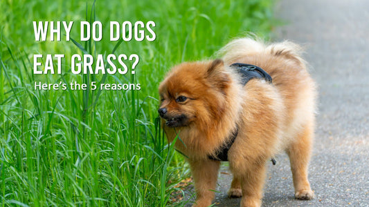 Why Do Dogs Eat Grass? 5 Possible Reasons Behind This Common Behaviour