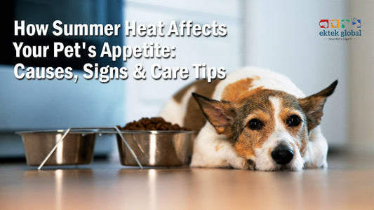 How Summer Heat Affects Your Pet's Appetite