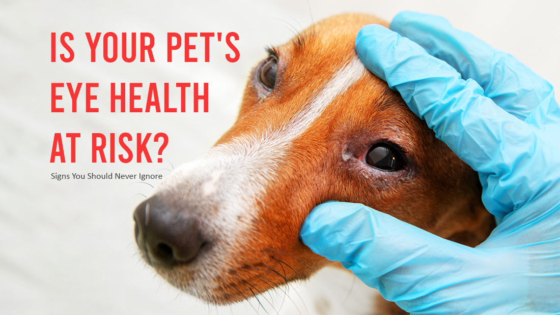 Pet Eye Care: 7 Essential Tips to Keep Your Dog's & Cat's Eyes Healthy