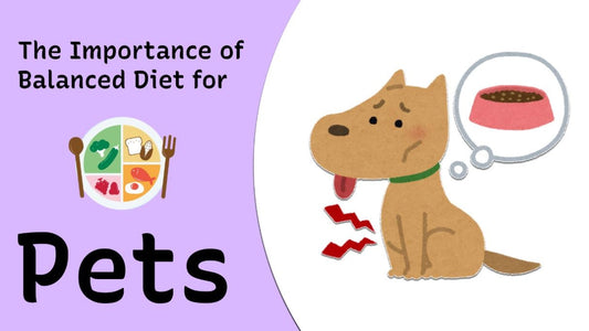 The Importance of a Balanced Diet for Pets: How to Keep Your Furry Friend Healthy