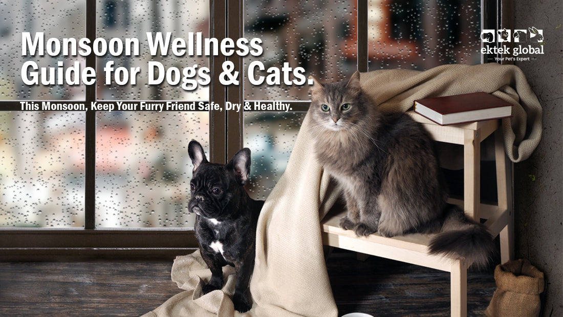 Monsoon Pet Care Guide: Keep Your Dogs & Cats Healthy During the Rainy Season