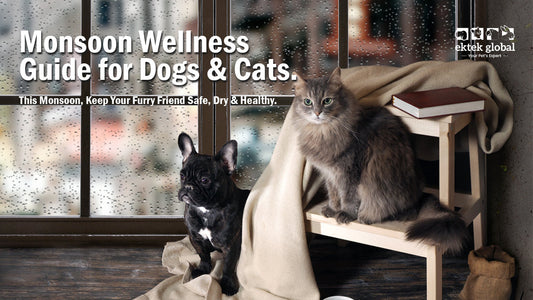Monsoon Pet Care Guide: Keep Your Dogs & Cats Healthy During the Rainy Season