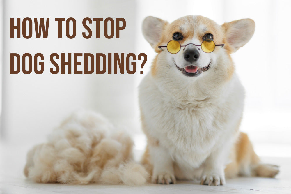 How to stop dog shedding