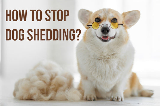 How to stop dog shedding