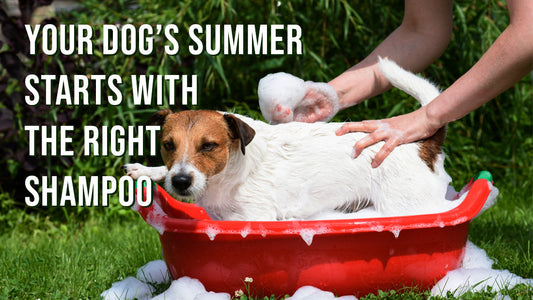 How to Choose a Safe Dog Shampoo for Hot Weather