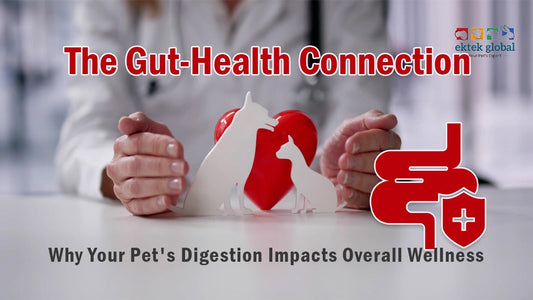 The Gut-Health Connection Why Your Pet's Digestion Impacts Overall Wellness