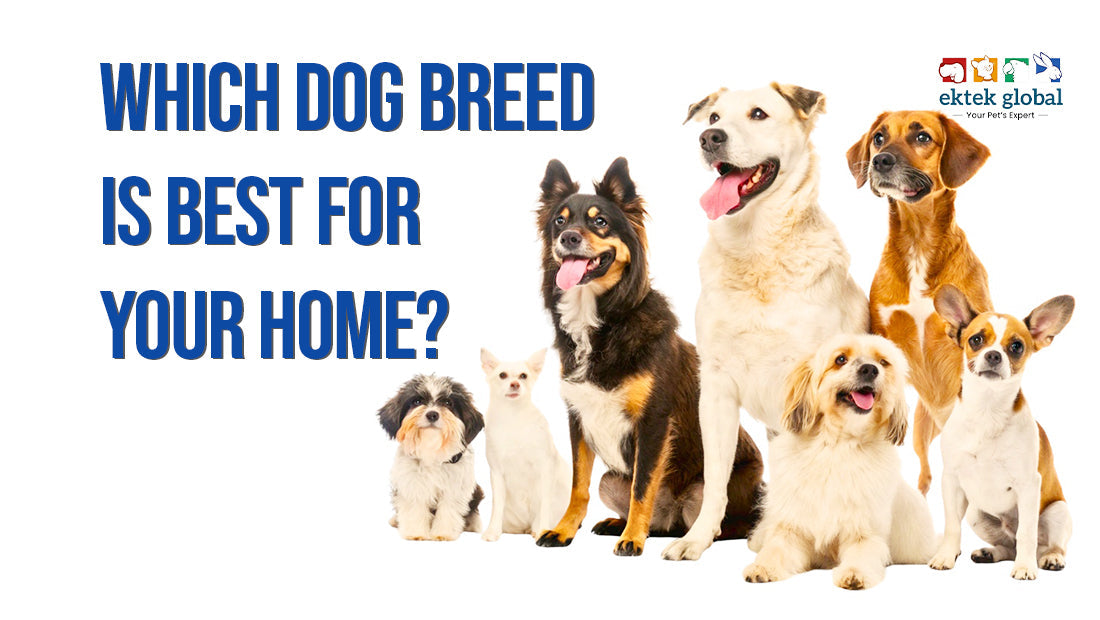 Which dog breed is best for a home