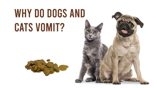 Why do dogs and cats vomit