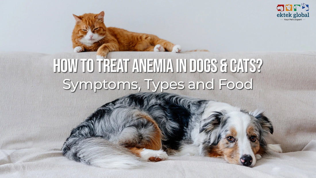 How to treat anemia in Dogs?- Symptoms, Types and Food