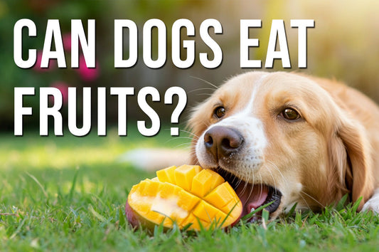 Can dogs eat fruits? - A complete guide for pet parents