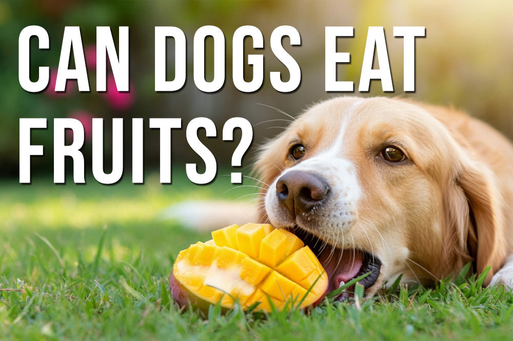 Can dogs eat fruits mango