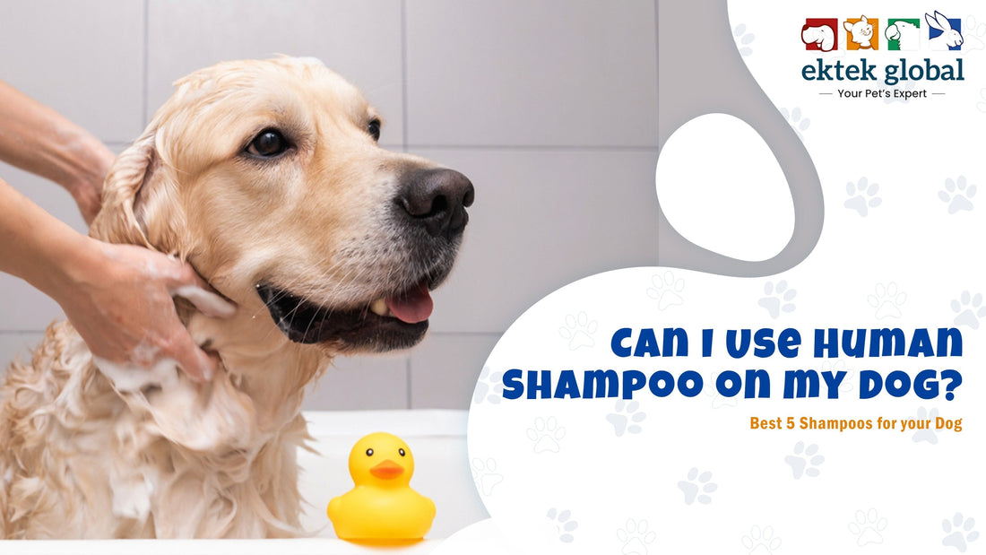 Can I Use Human Shampoo on my Dog?
