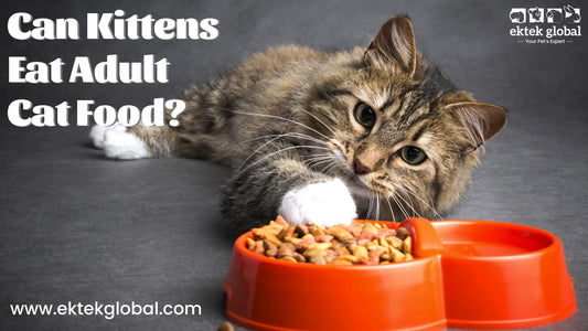 can kitten eat adult cat food