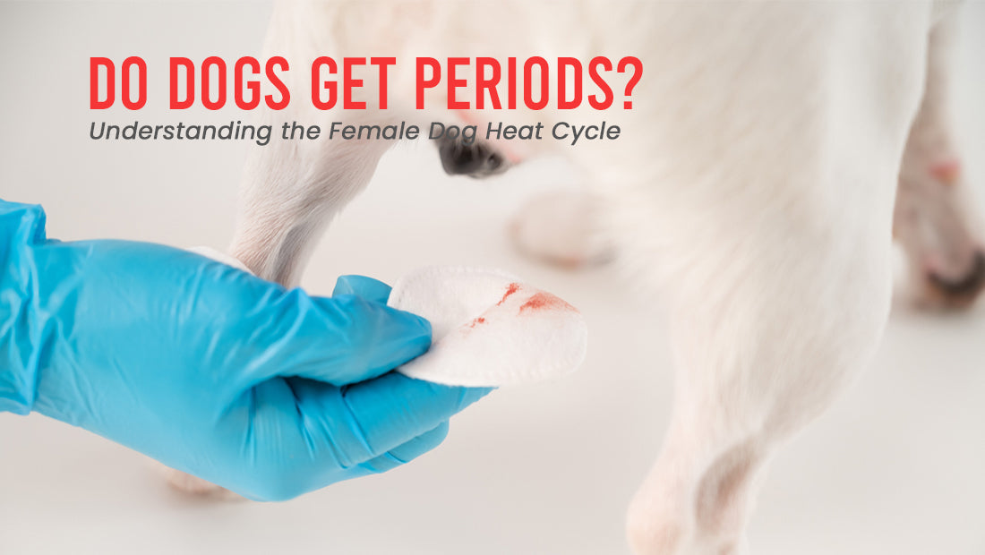 Do Dogs Get Periods? Understanding the Female Dog Heat Cycle