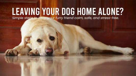 3 Easy Ways to Help Your Dog Feel Safe When You're Away