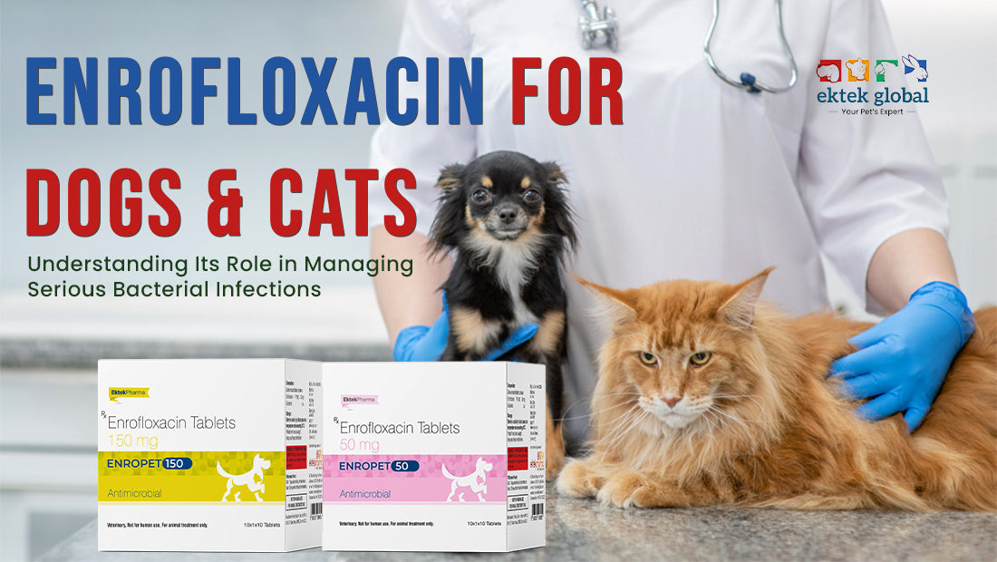 Enrofloxacin for Dogs & Cats: A Guide to Bacterial Infection Treatment