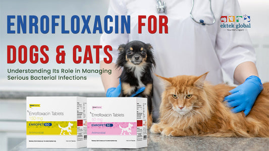 Enrofloxacin for Dogs & Cats: A Guide to Bacterial Infection Treatment