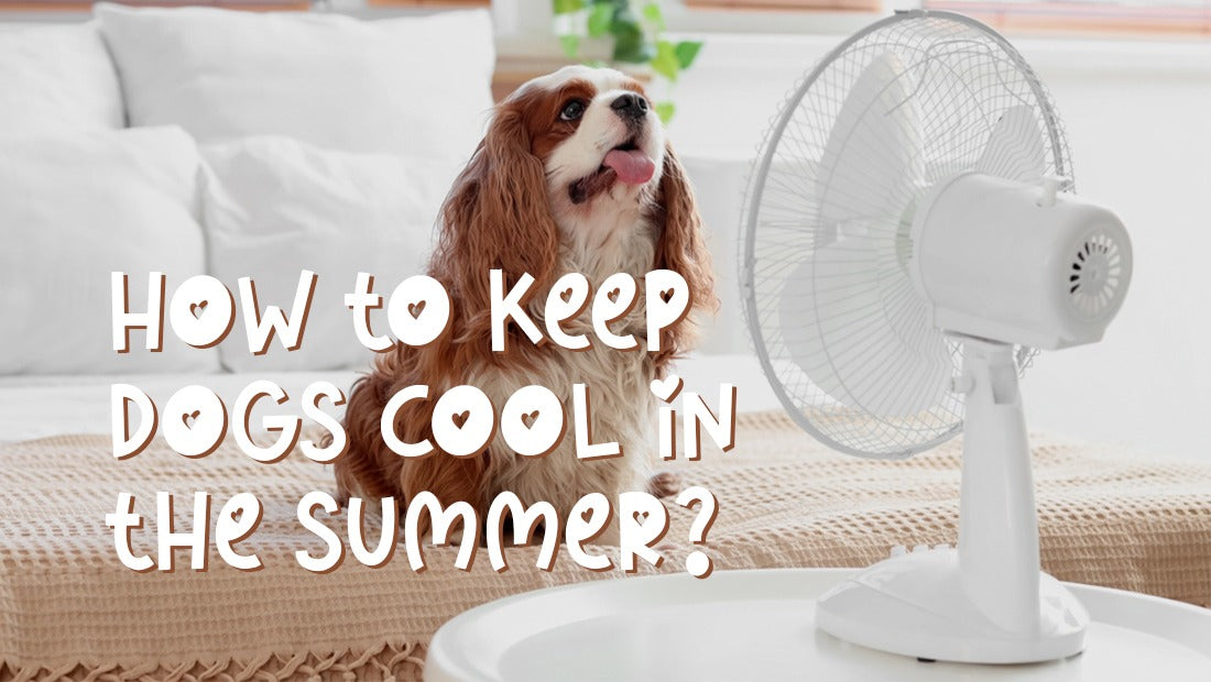 How to Keep Dogs Cool in Summer? - A Guide for Pet Parents