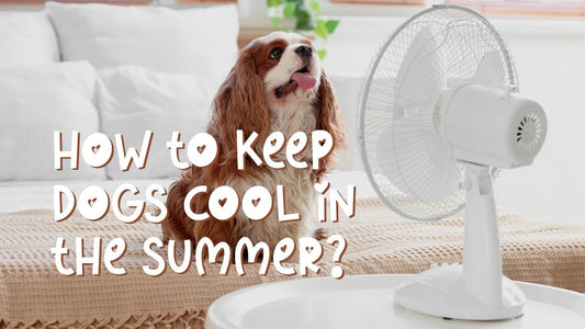 How to Keep Dogs Cool in Summer