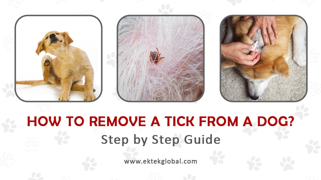 How to remove a tick from a dog? - A Complete Guide