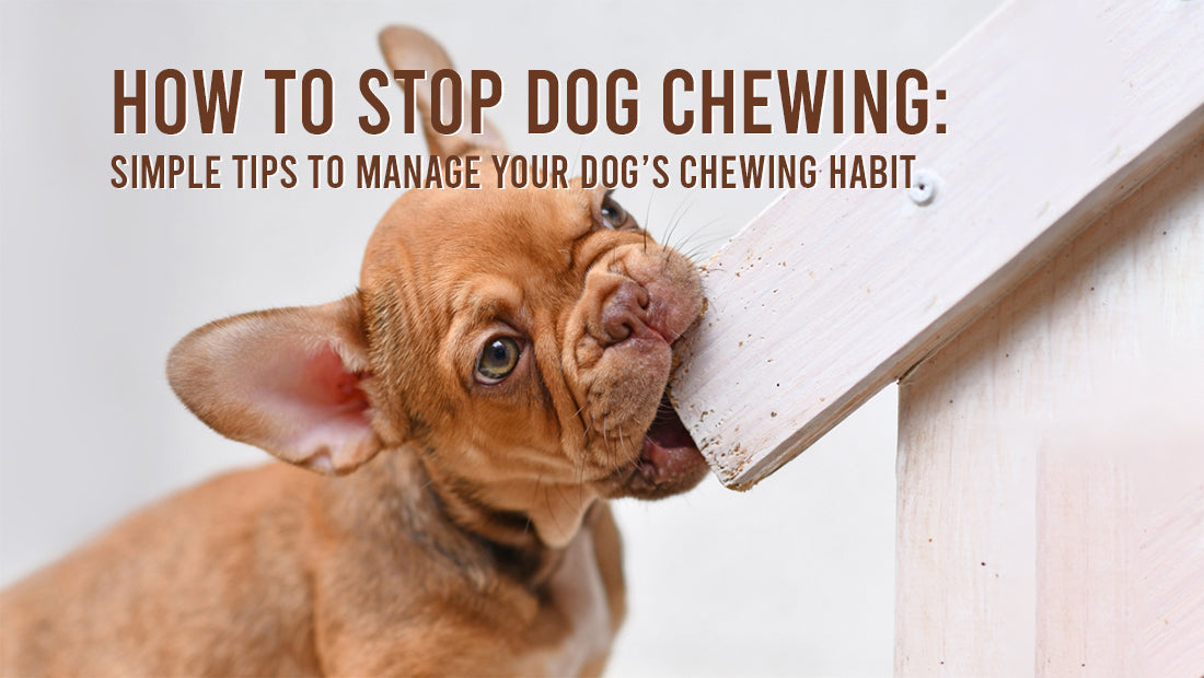 How to Stop Dog Chewing: Simple Tips to Manage Your Dog’s Chewing Habit