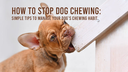 How to Stop Dog Chewing: Simple Tips to Manage Your Dog’s Chewing Habit