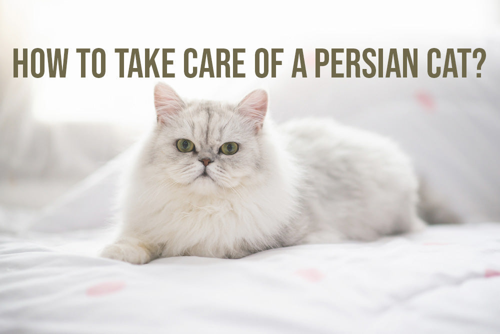 How to Take Care of a Persian Cat?