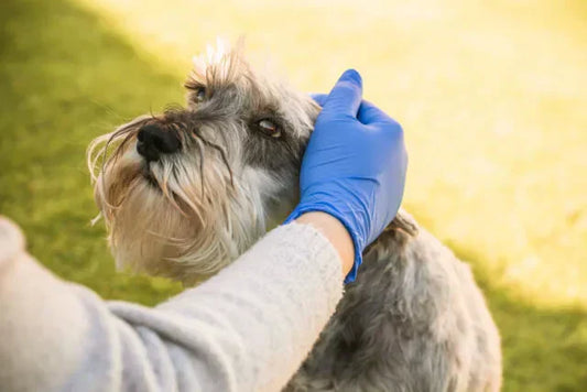 How to Treat Itchy Skin in Dogs Caused by Ticks and Fleas?