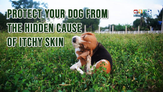 How to Treat Itchy Skin in Dogs Caused by Ticks and Fleas