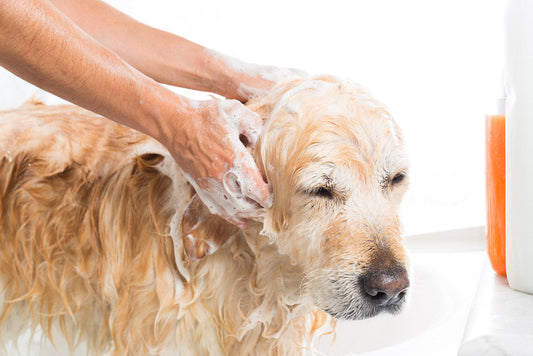 How to Bathe a Senior Dog with Sensitive Skin? Step-by-Step Guide 2026