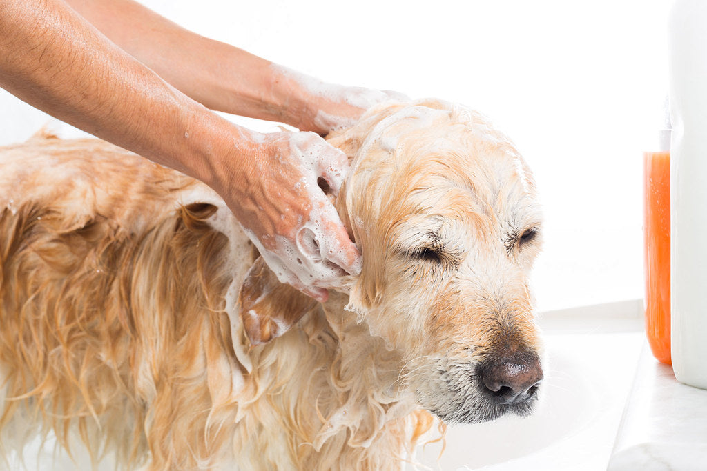 How to Bathe a Senior Dog with Sensitive Skin