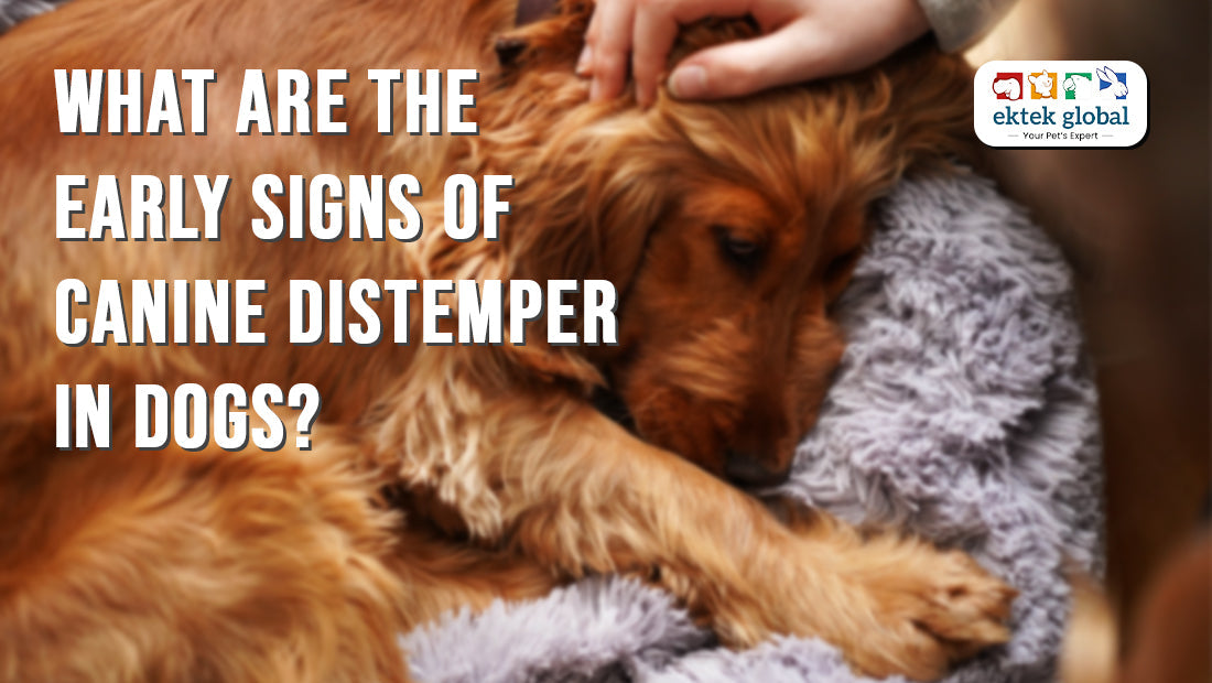Early Signs of Canine Distemper in Dogs