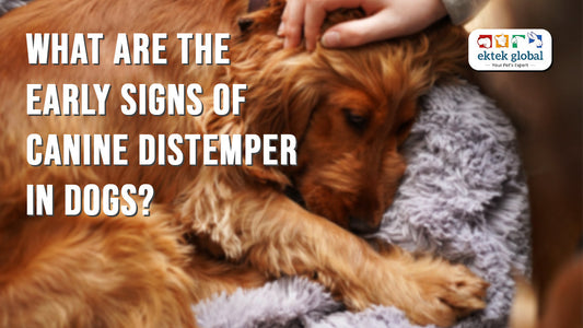 Early Signs of Canine Distemper in Dogs