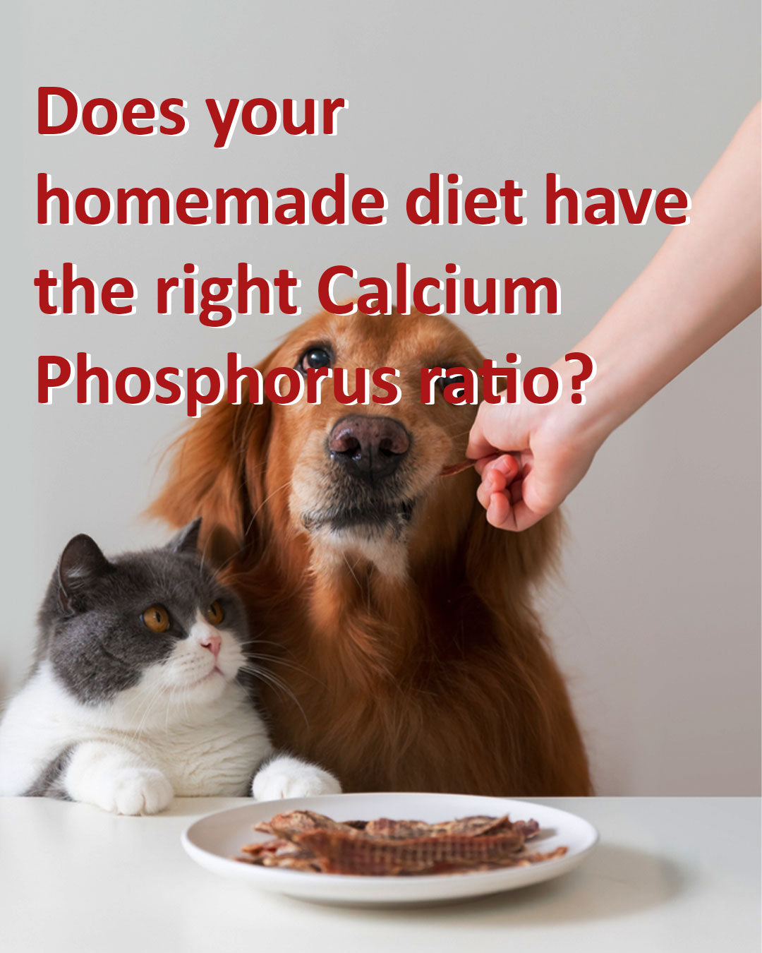 Calcishell powder feed supplement