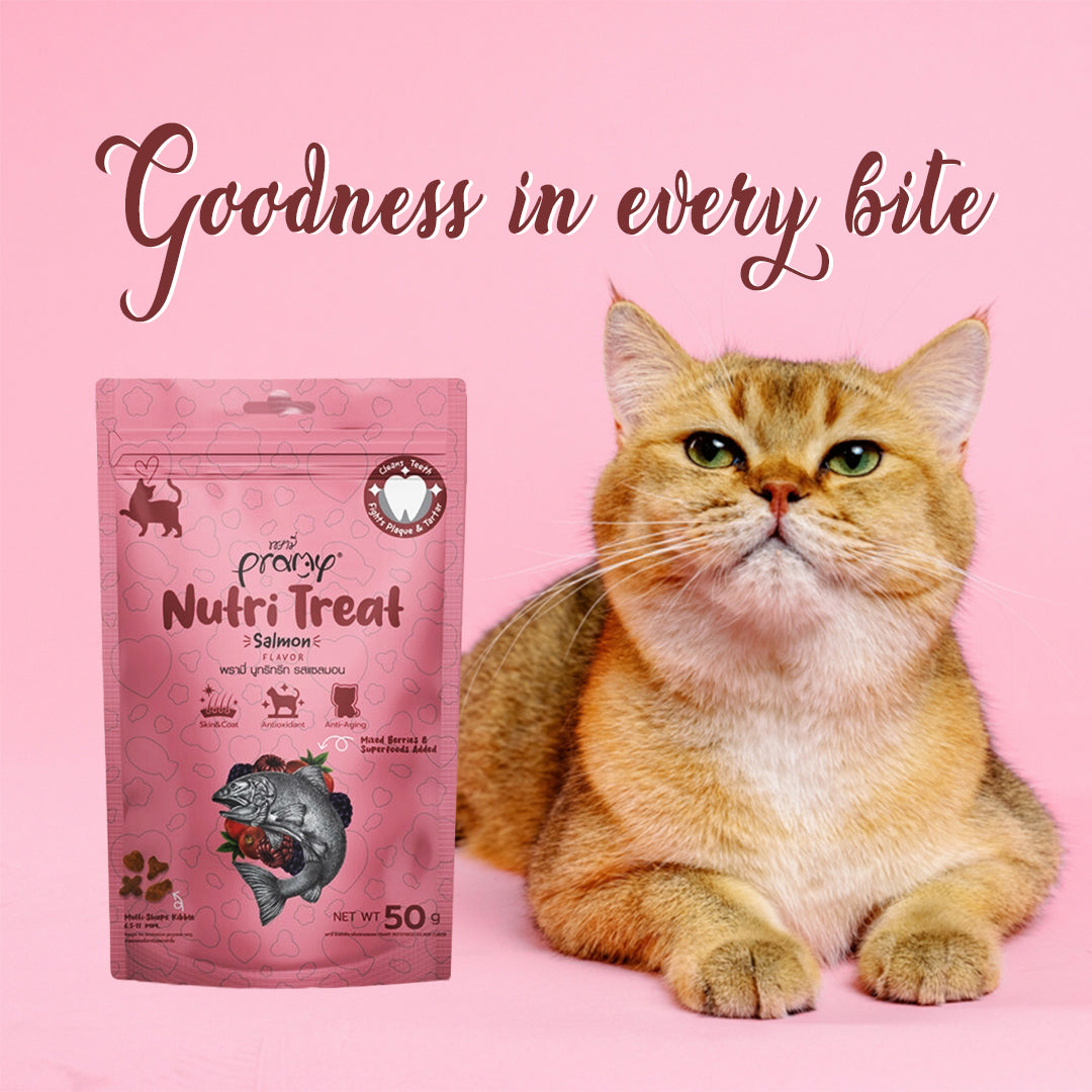 Cat enjoying Pramy Nutri Treat Salmon Flavor snack