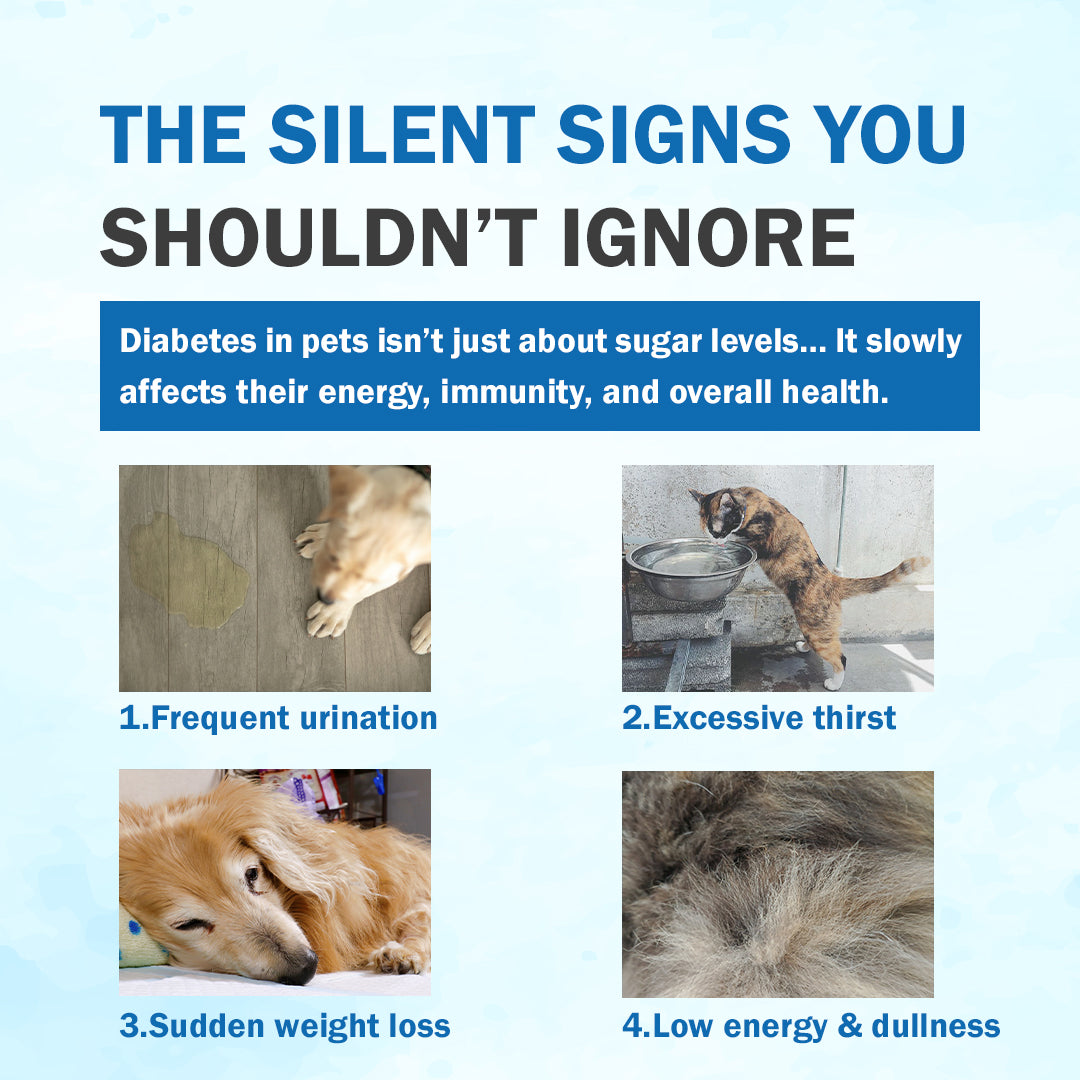 Diabecip Pet Syrup- 200ml (A Perfect Companion in Diabetes)
