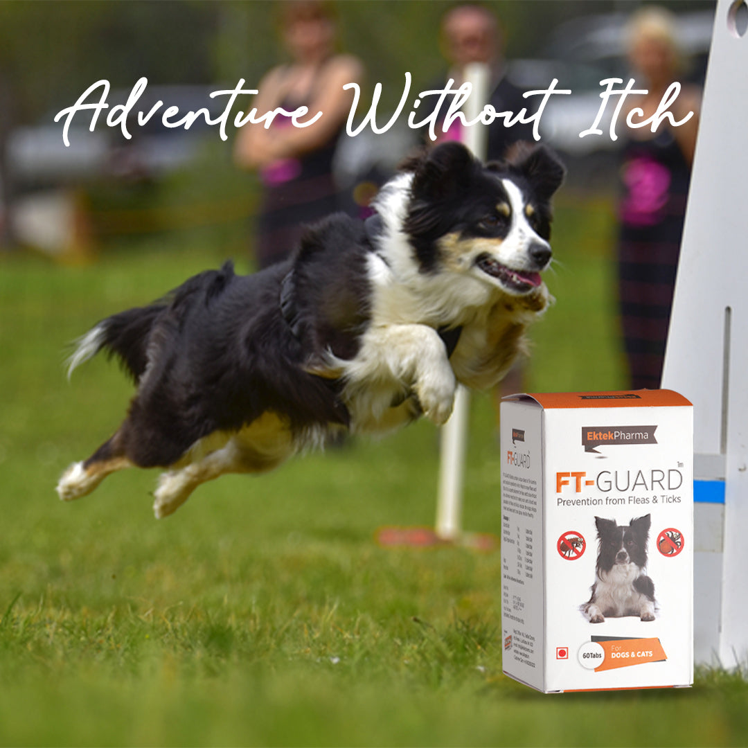 Dog and cat protected from fleas and ticks after FT Guard treatment