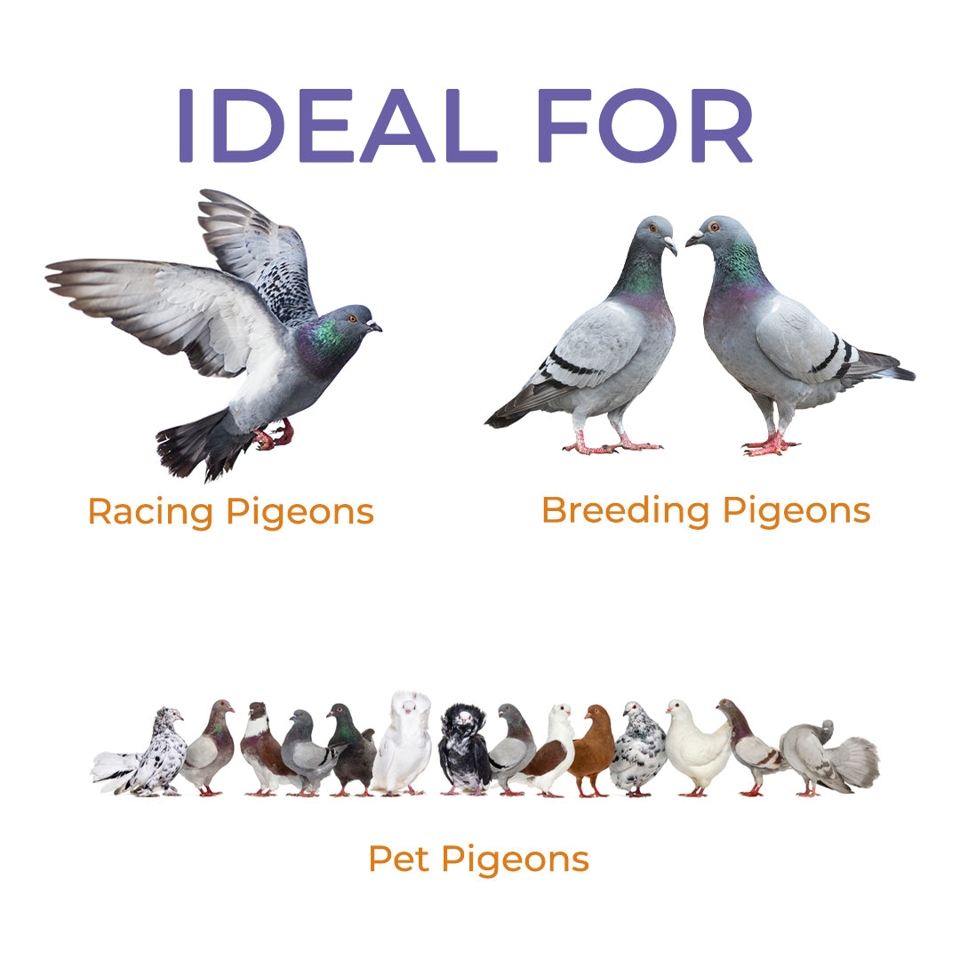 Dove-glow-for-racing-pigeons