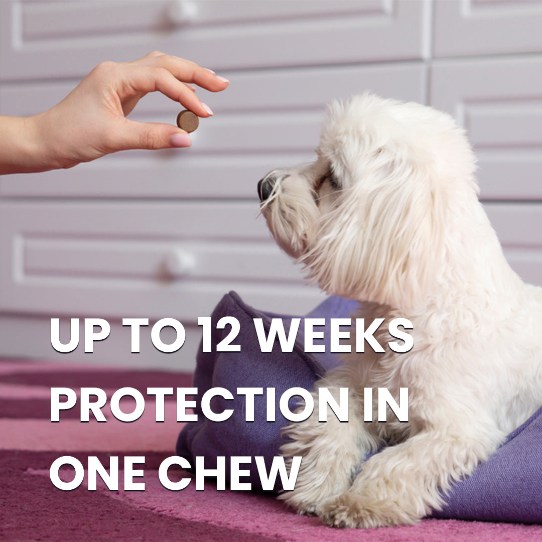 fluracto prevents tick flea upto 12 week protection