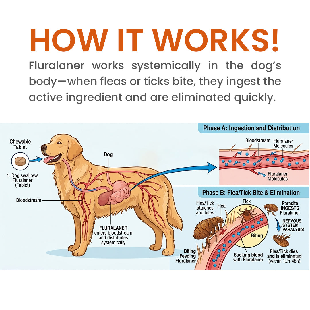 How fluracto chews work 