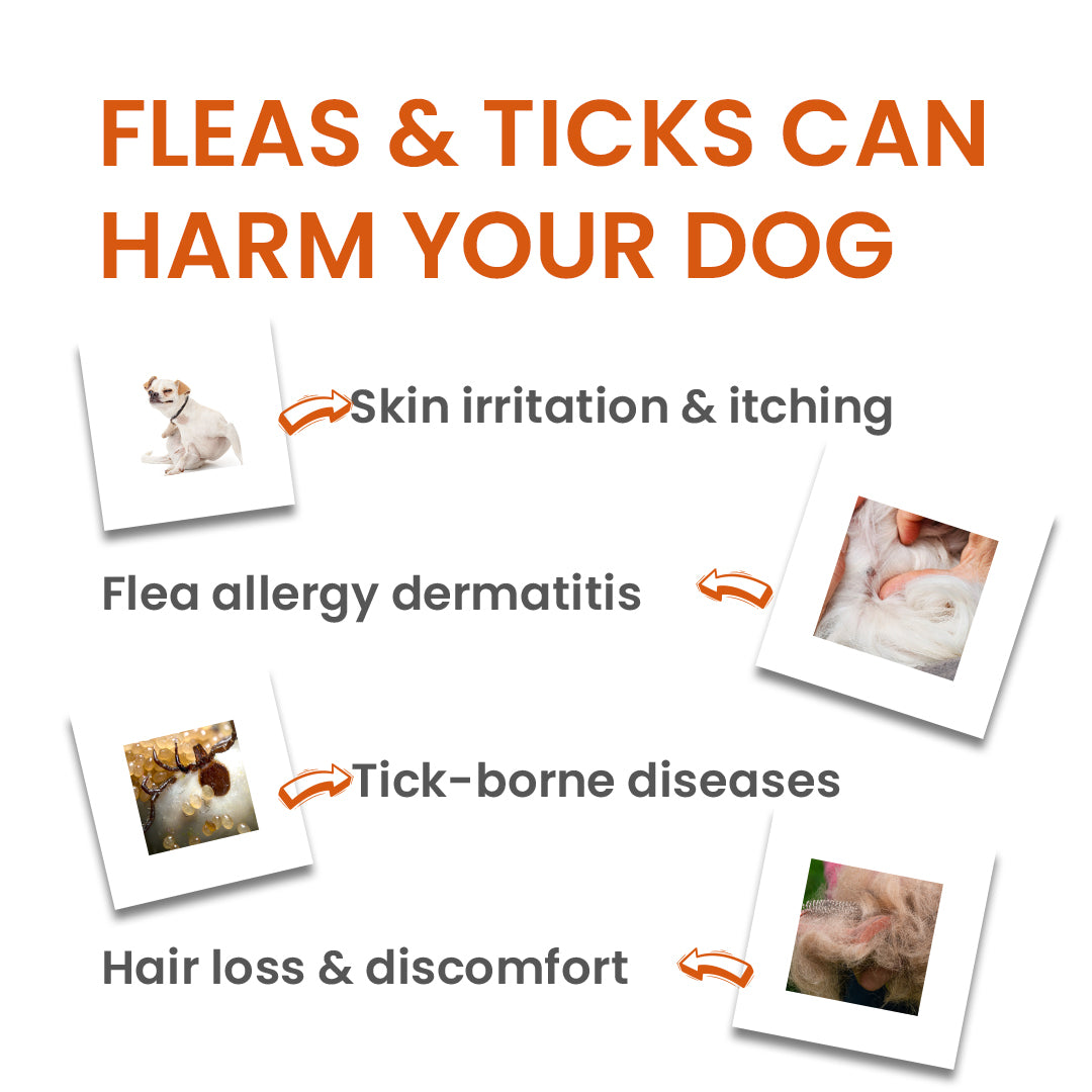 allergies and irritation chews for dogs and cats