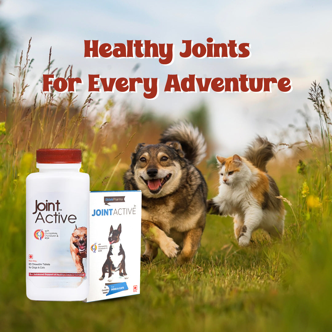 Joint-Active-tablets-for-good-bone-health-in-pets